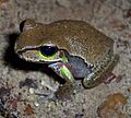 Litoria citropa