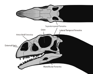 Archivo:Massospondylus Skull Steveoc 86