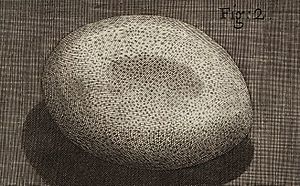 Archivo:Micrographia Schem 25 fig 2