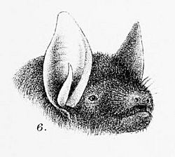 Myotis levis.jpg