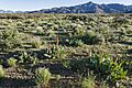 Near Happy Camp Wash (50654574562)