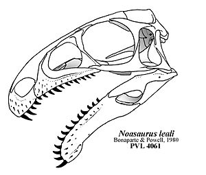 Archivo:Noasaurus hypothetical skull Headden
