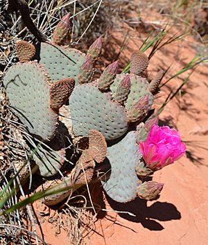 Archivo:Opuntia basilaris (Beavertail Cactus) in Red Rock Canyon - 02