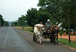 Ox cart on Route 3.JPG