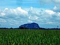 Padi fields kedah