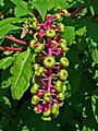 Phytolacca americana 004