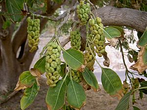 Archivo:Phytolacca dioica Fruits
