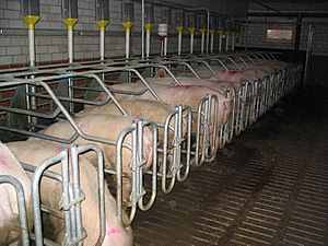 Archivo:Pig-breeding-factory