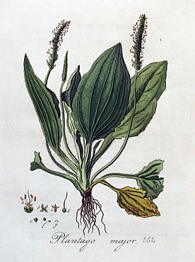 Archivo:Plantago major — Flora Batava — Volume v4