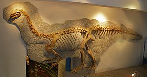 Archivo:Plateosaurus engelhardti