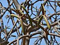 Plumeria alba (seed pods)