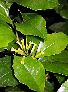 Archivo:Polyosma cunninghamii flowering