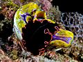 Pserudobiceros gloriosus (flatworm) on Polycarpa aurata (Seasquirt)
