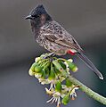 Red-vented Bulbul (Pycnonotus cafer) feeding at Kapok (Ceiba pentandra) at Kolkata I IMG 2535
