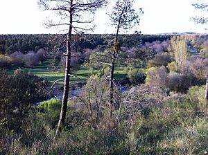 Archivo:Rio-moros-pinar-yanguas