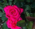 Rosa 'Charisma', Bad Wörishofen, Alemania, 2019-06-20, DD 05