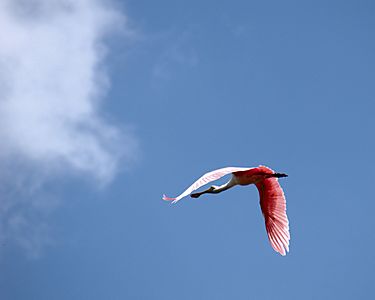 Roseate Spoonbill In flight Fort Myers Florida