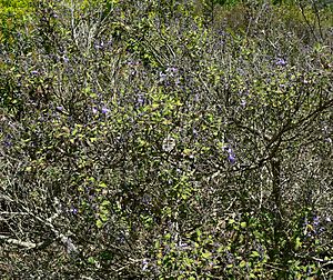Archivo:Salvia melissodora 1