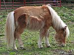 Archivo:Shetland pony moult1