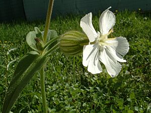 Archivo:Silene latifolia-feuille