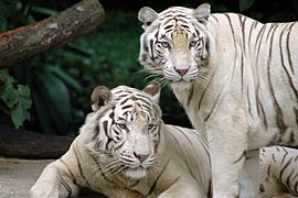 Archivo:Singapore Zoo Tigers