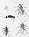 Snodgrass common household roaches
