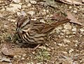 Song Sparrow 0020