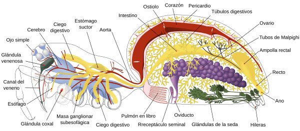 Archivo:Spider internal anatomy-es