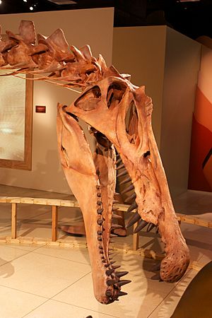 Archivo:Spinosaurus new skull