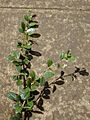 Starr 010425-0047 Carmona retusa
