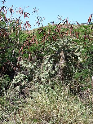 Archivo:Starr 070402-6303 Cylindropuntia cholla