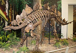 Archivo:Stegosaurus ungulatus