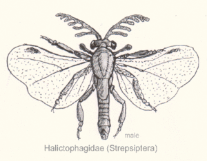 Strepsiptera-halictophagida.gif