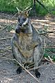 Swamp-Wallaby-Feeding-3,-Vic,-Jan.2008