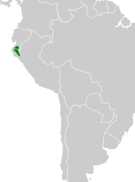 Thamnophilus zarumae map