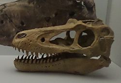 Archivo:Tyrannosaurus and Nanotyrannus Te Papa