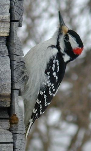 Archivo:Woodpecker