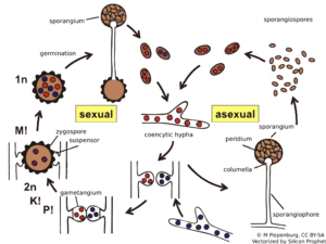 Archivo:06 07 life cycle, Mucor sp., Mucorales, Zygomycota (M. Piepenbring)