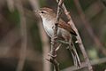 37-090505-cettis-warbler-at-Kalloni-east-river
