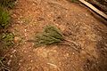 A broom made of twigs from Rwanda