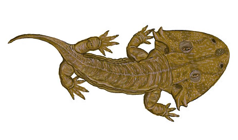Acanthostomatops vorax