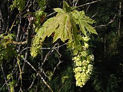 Archivo:Acer macrophyllum 0304