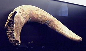 Archivo:Acheulean Bos primigenius horn (M.A.N. 1984-28-8107b) 01