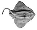 Amblyraja hyperborea1