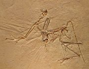 Archivo:Archaeopteryx bavarica Detail