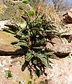 Asplenium ceterach 030208d