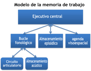 Archivo:Baddeley and Hitch's Working Memory Model-es