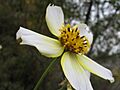 Bidens 0213