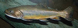 Archivo:Brook Trout Salvelinus fontinalis 2900px