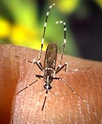 CDC-Gathany-Aedes-albopictus-2
